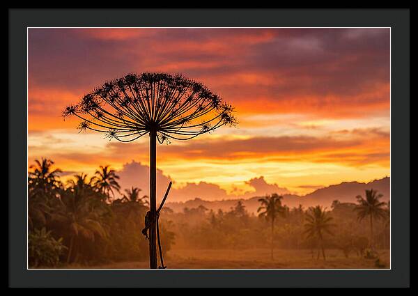 Giant Hogweed Silhouette At Sunset