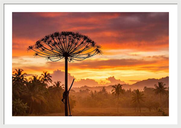 Giant Hogweed Silhouette At Sunset
