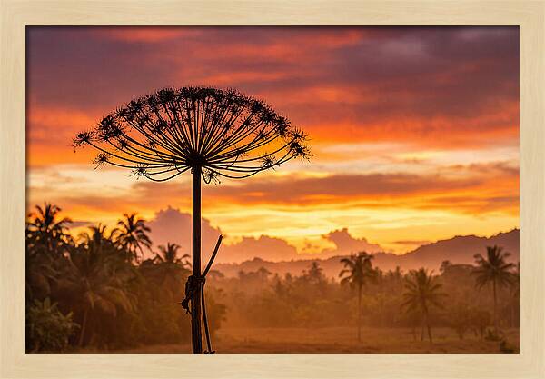 Giant Hogweed Silhouette At Sunset