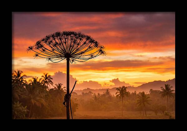 Giant Hogweed Silhouette At Sunset