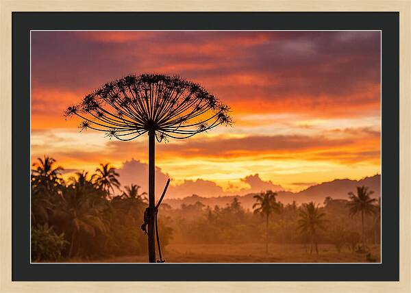 Giant Hogweed Silhouette At Sunset