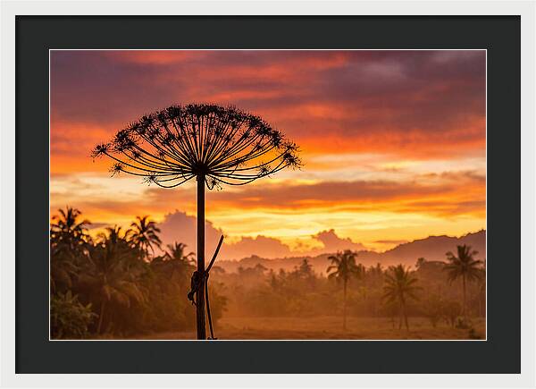 Giant Hogweed Silhouette At Sunset