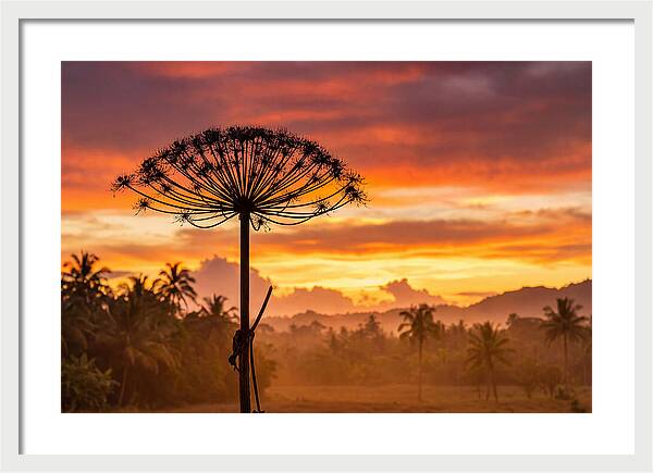 Giant Hogweed Silhouette At Sunset
