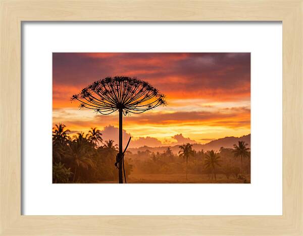Giant Hogweed Silhouette At Sunset