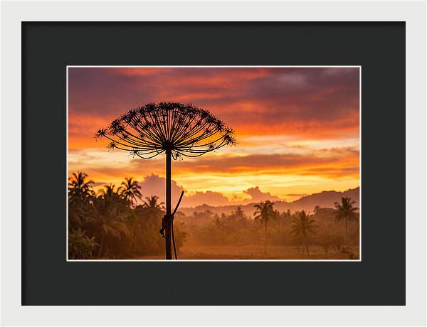 Giant Hogweed Silhouette At Sunset