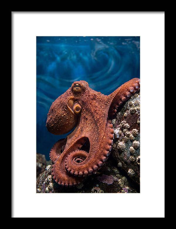 Giant Pacific Octopus