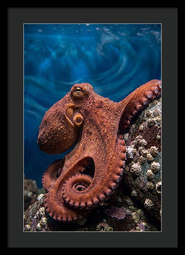 Giant Pacific Octopus