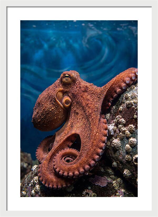 Giant Pacific Octopus