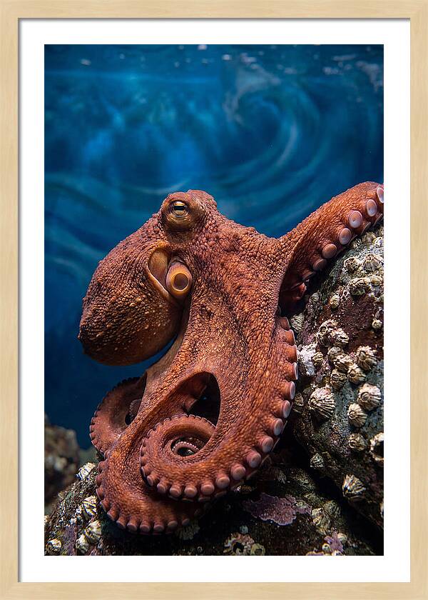 Giant Pacific Octopus