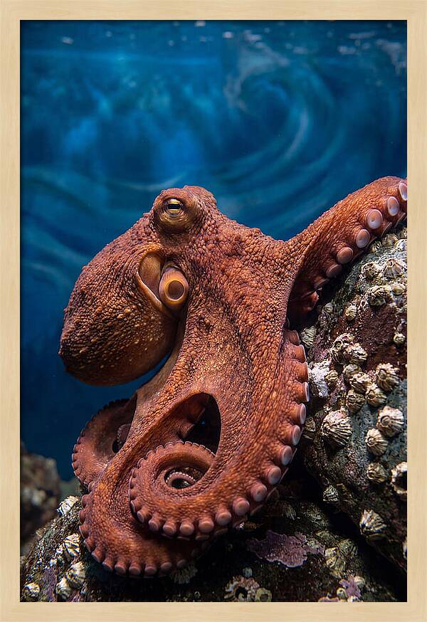 Giant Pacific Octopus