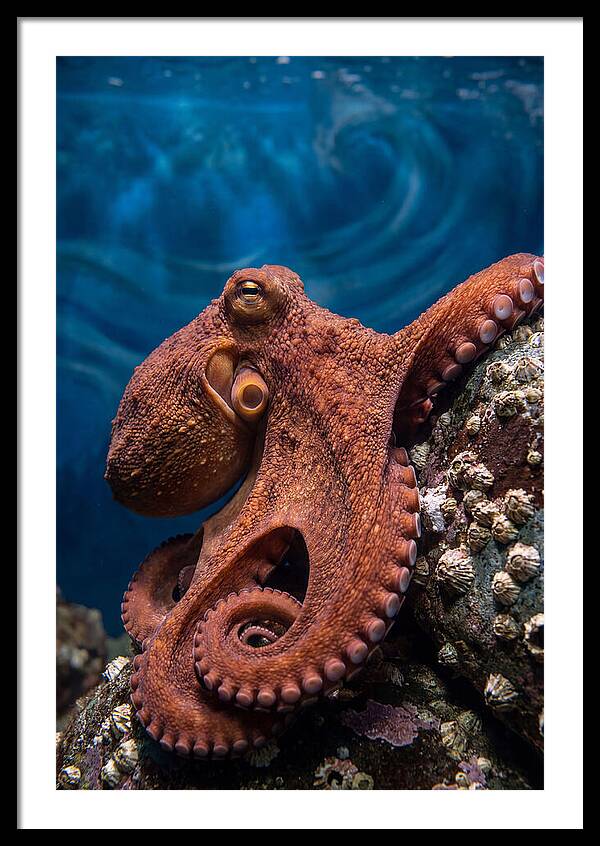 Giant Pacific Octopus