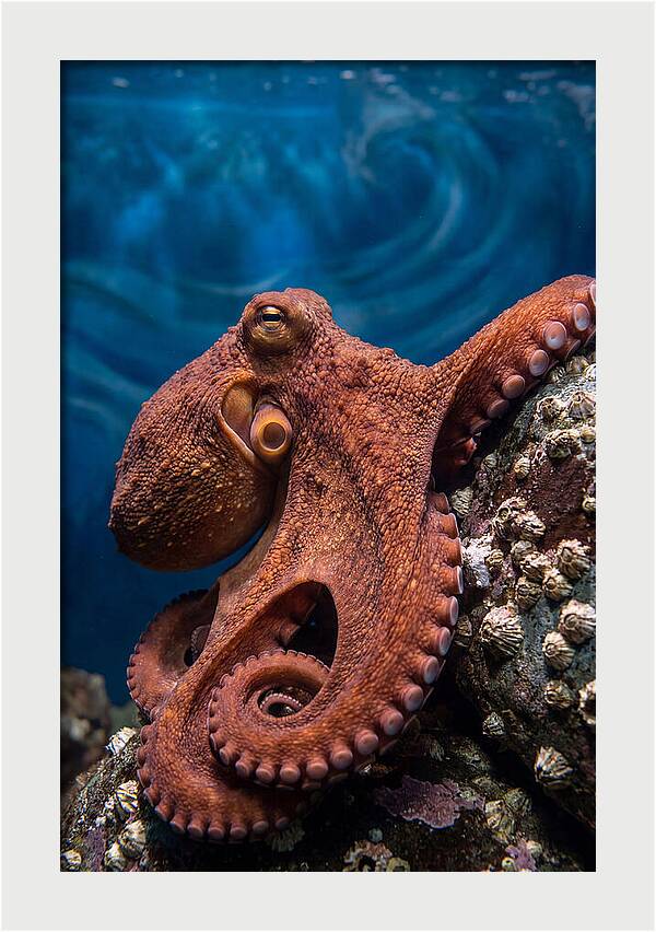 Giant Pacific Octopus