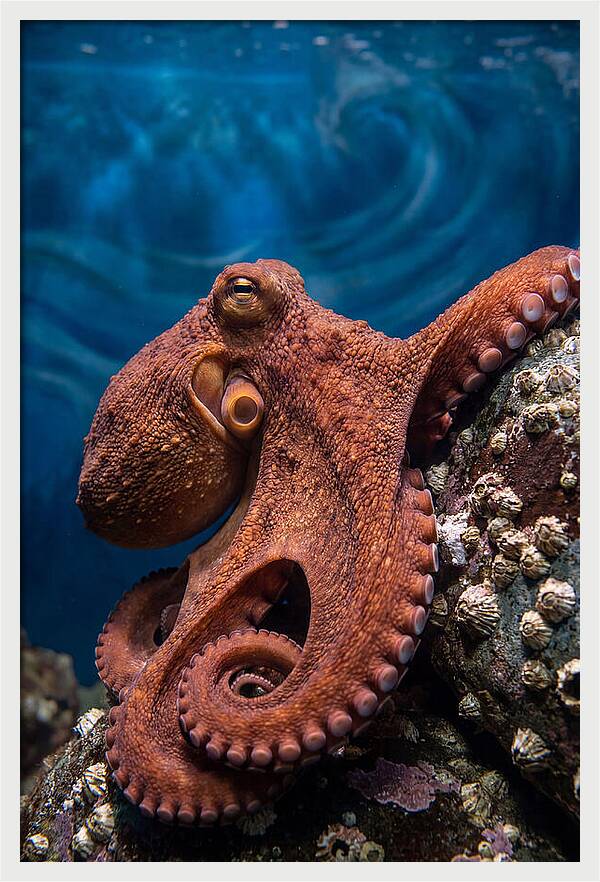 Giant Pacific Octopus