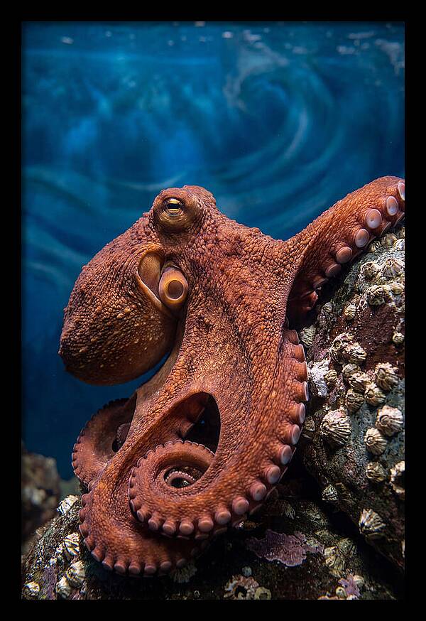 Giant Pacific Octopus