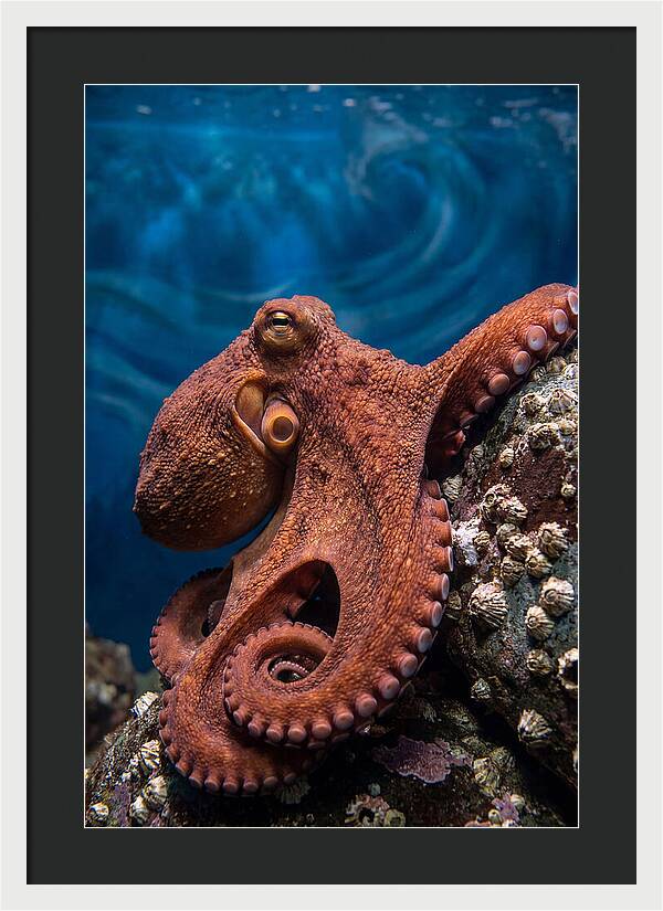 Giant Pacific Octopus