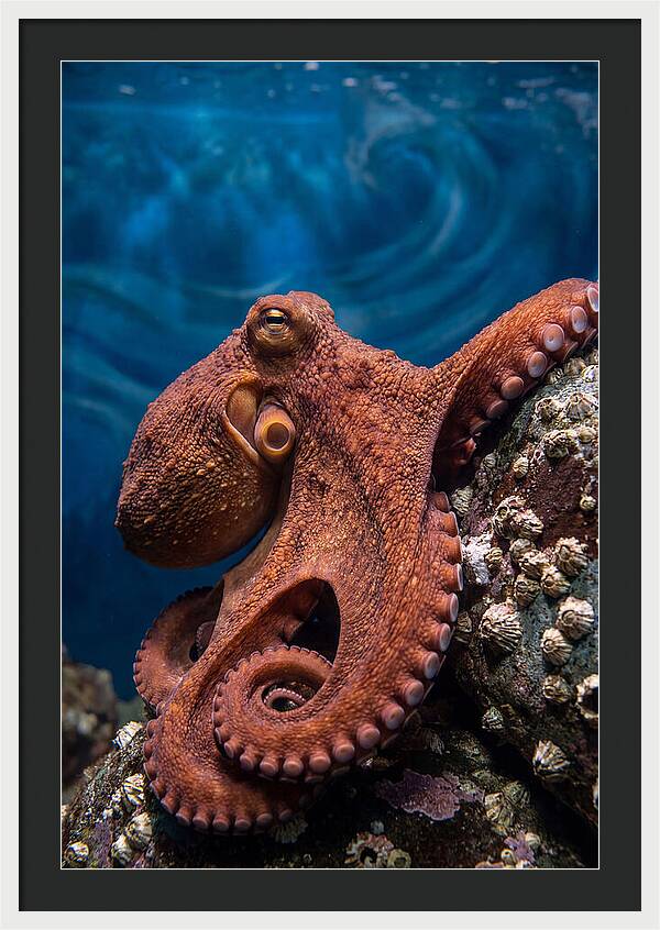 Giant Pacific Octopus