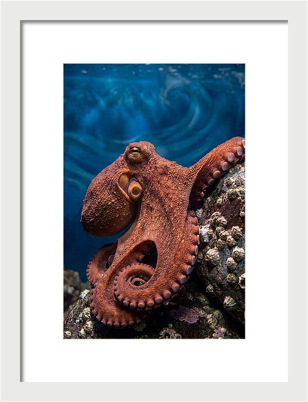 Giant Pacific Octopus
