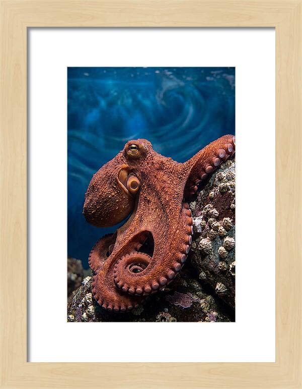 Giant Pacific Octopus