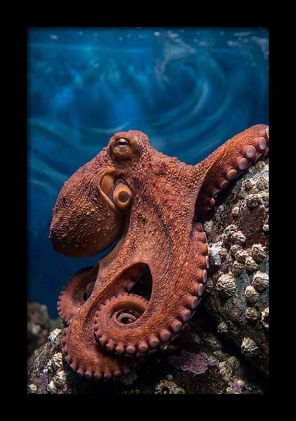 Giant Pacific Octopus