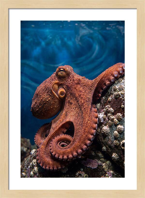 Giant Pacific Octopus