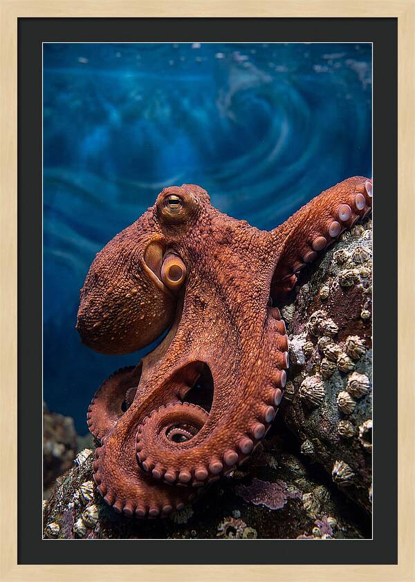 Giant Pacific Octopus