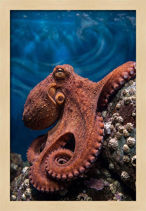 Giant Pacific Octopus