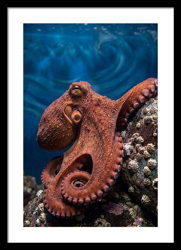 Giant Pacific Octopus