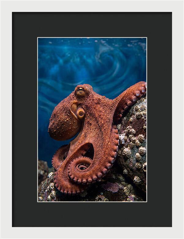 Giant Pacific Octopus