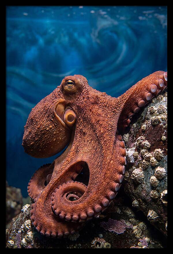 Giant Pacific Octopus