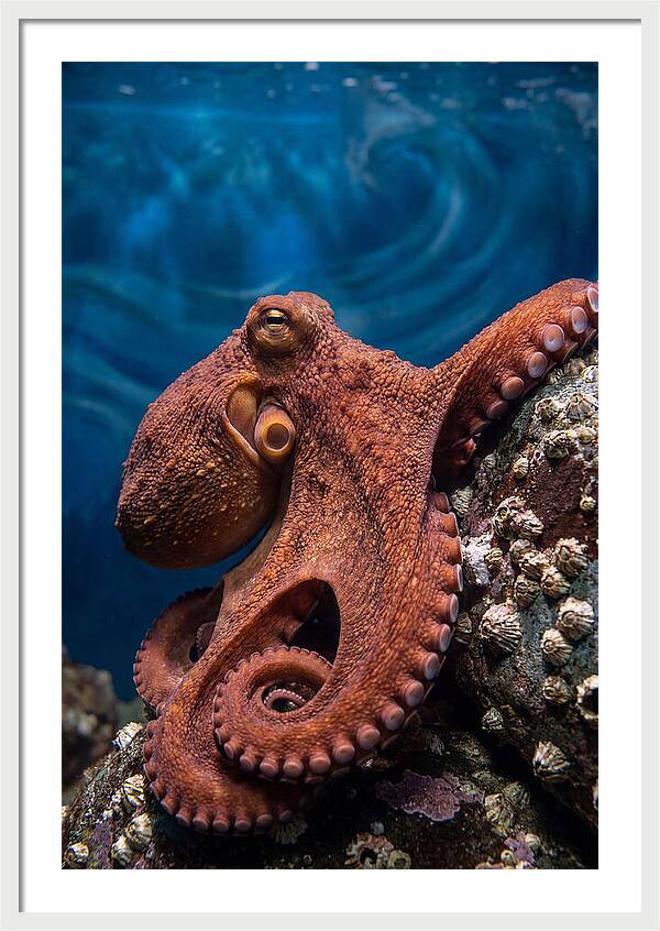 Giant Pacific Octopus