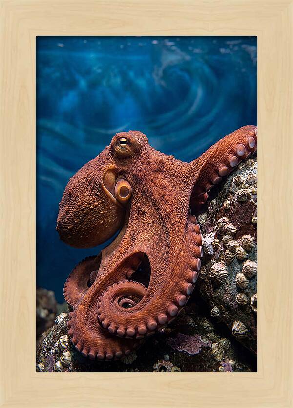 Giant Pacific Octopus