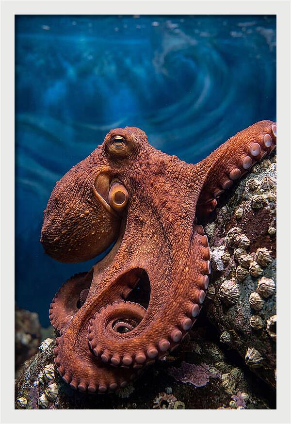 Giant Pacific Octopus