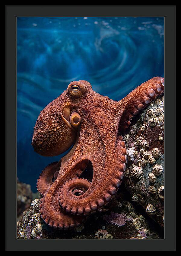 Giant Pacific Octopus
