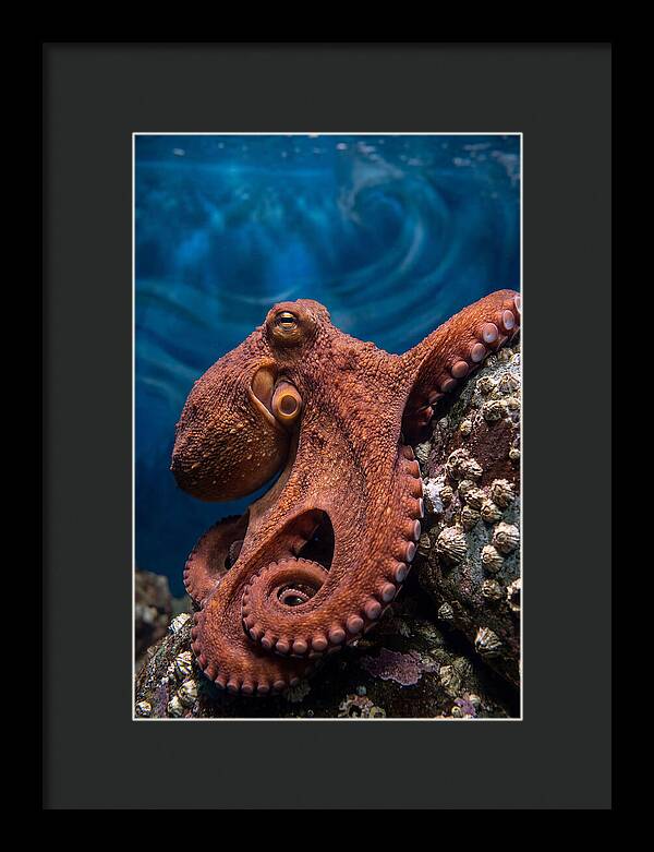 Giant Pacific Octopus