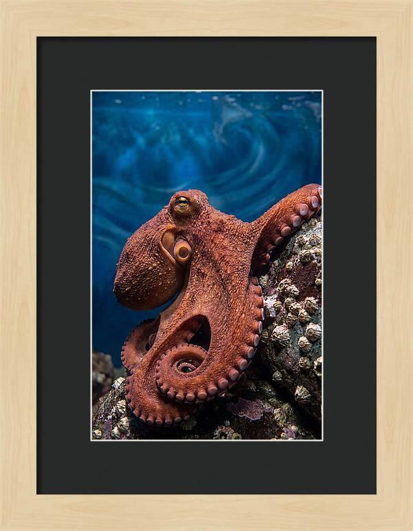 Giant Pacific Octopus