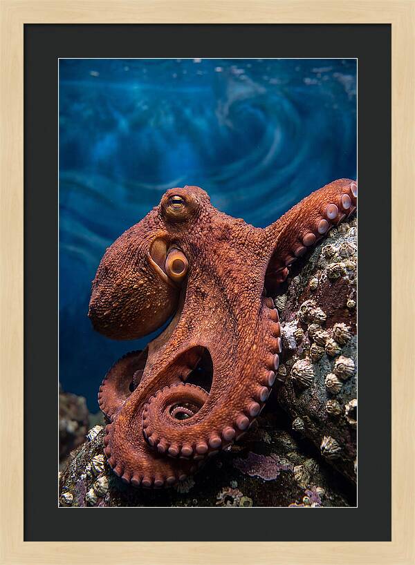 Giant Pacific Octopus