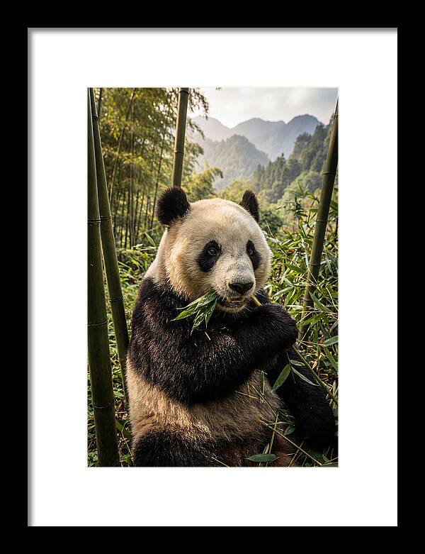 Giant Panda Enjoying Bamboo