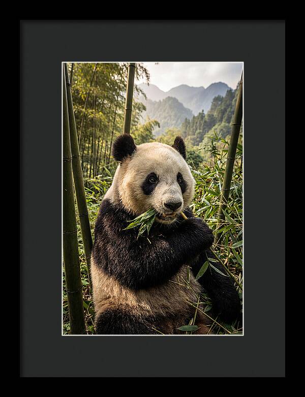 Giant Panda Enjoying Bamboo