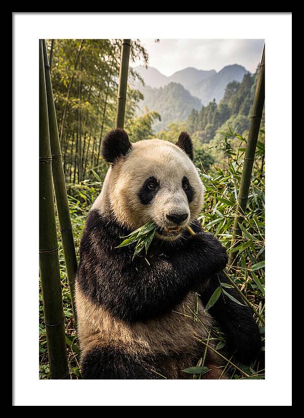 Giant Panda Enjoying Bamboo
