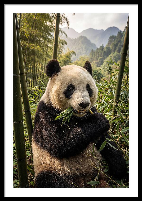 Giant Panda Enjoying Bamboo