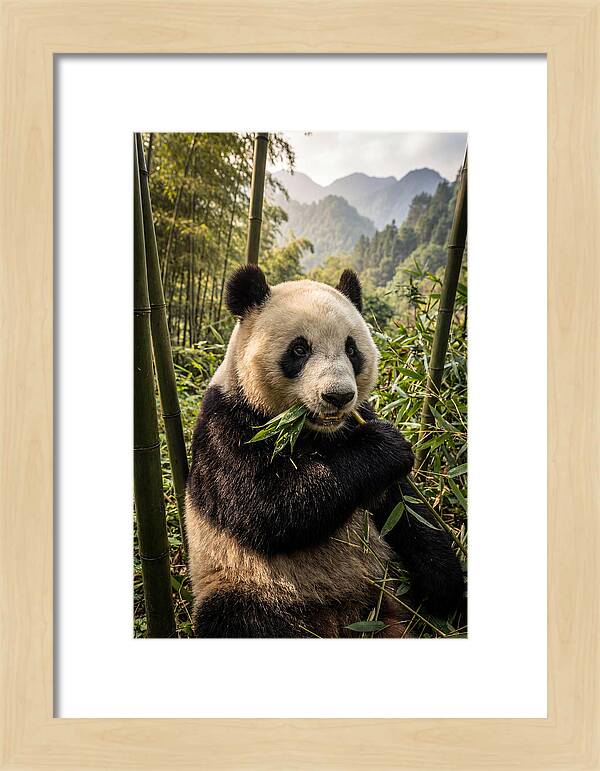 Giant Panda Enjoying Bamboo
