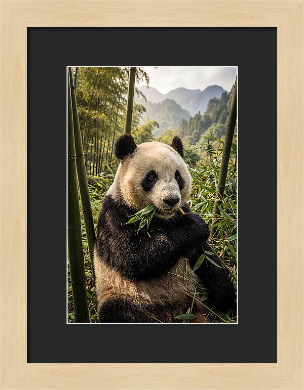 Giant Panda Enjoying Bamboo