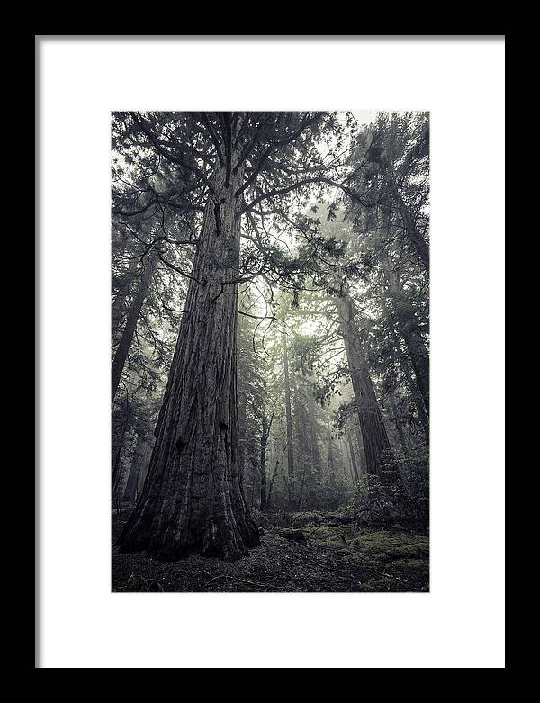 Giant Sequoia Canopy Serenity