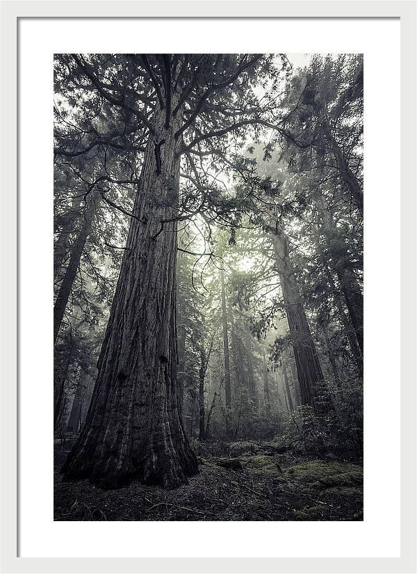 Giant Sequoia Canopy Serenity