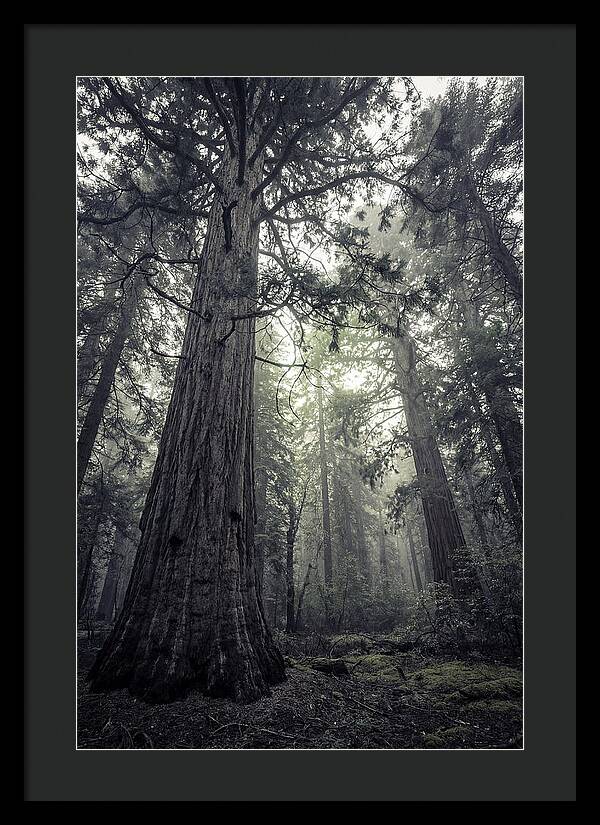Giant Sequoia Canopy Serenity