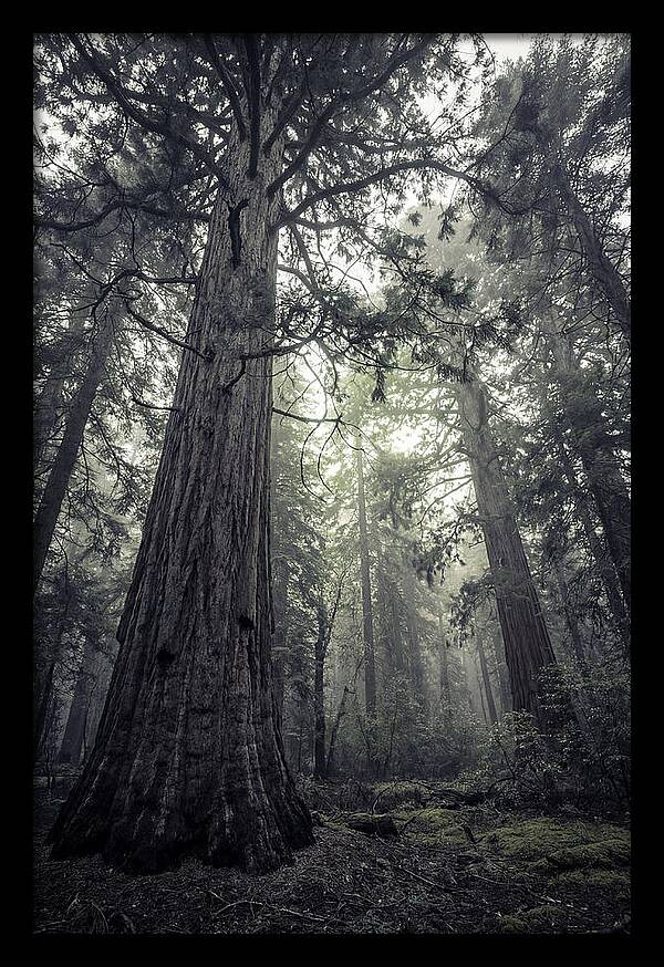 Giant Sequoia Canopy Serenity