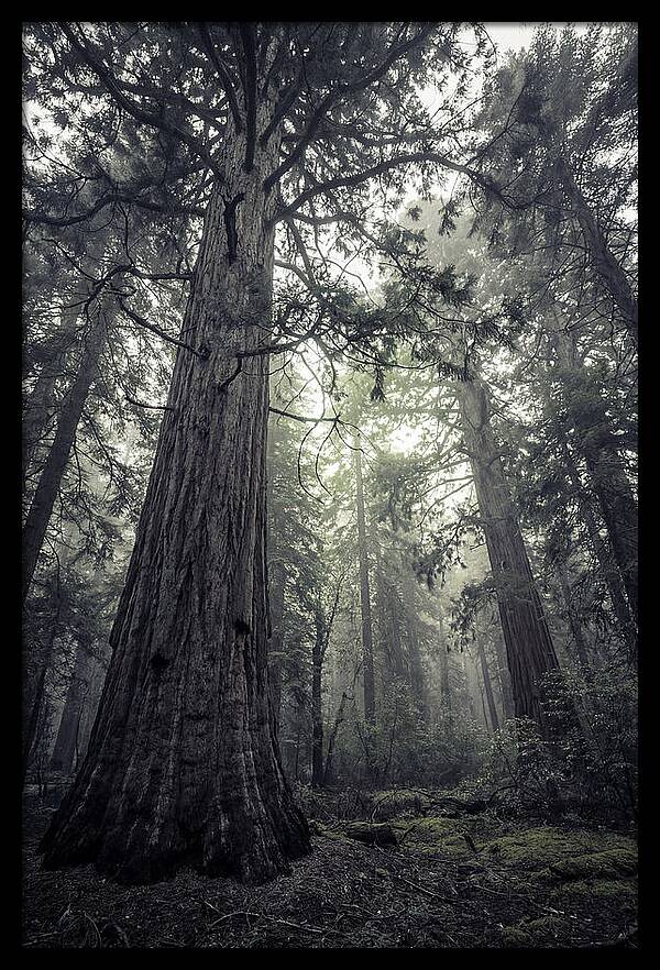 Giant Sequoia Canopy Serenity