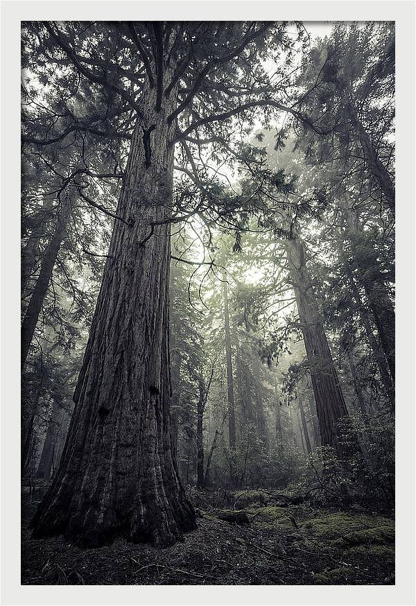 Giant Sequoia Canopy Serenity