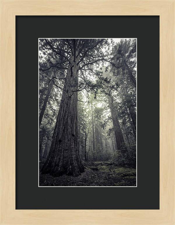 Giant Sequoia Canopy Serenity