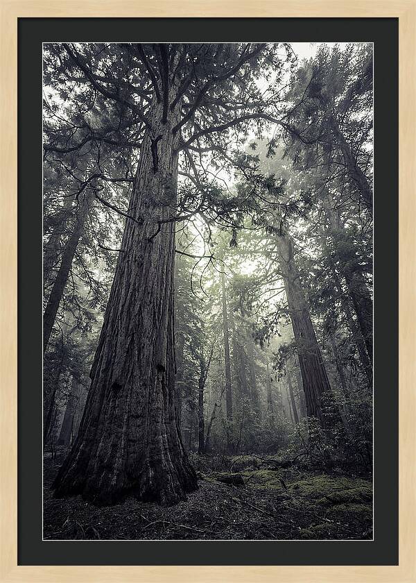 Giant Sequoia Canopy Serenity